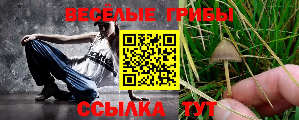 Галлюциногенные грибы Psilocybe Алексин